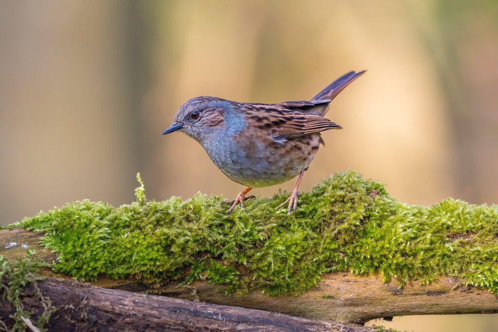 dunnock, bird, animal-8706351.jpg